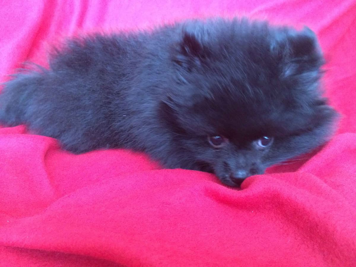 Pomeranian Puppies breeder image 15