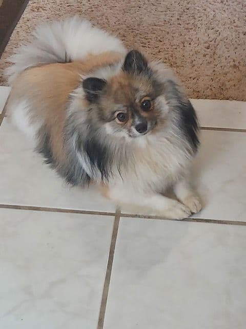 Pomeranian Puppies breeder image 17