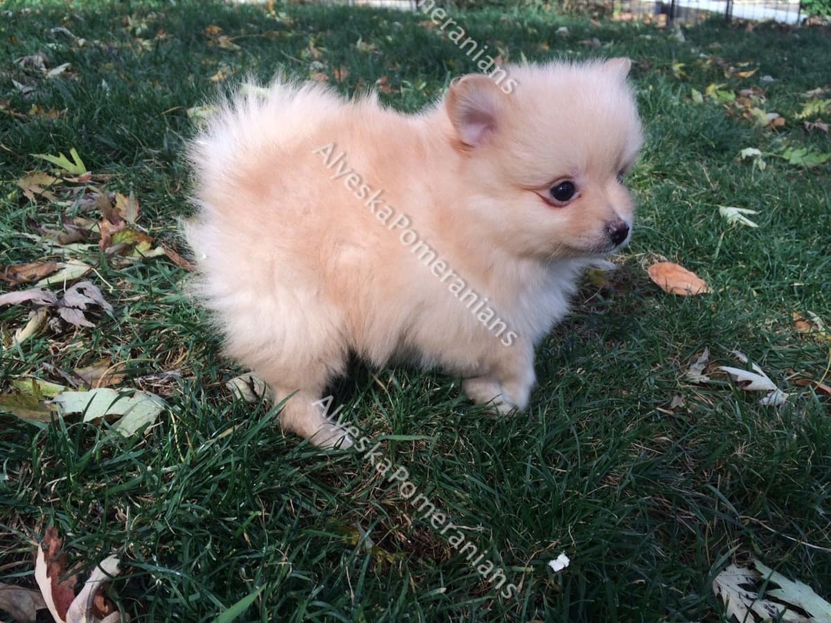 Pomeranian Puppies breeder image 18