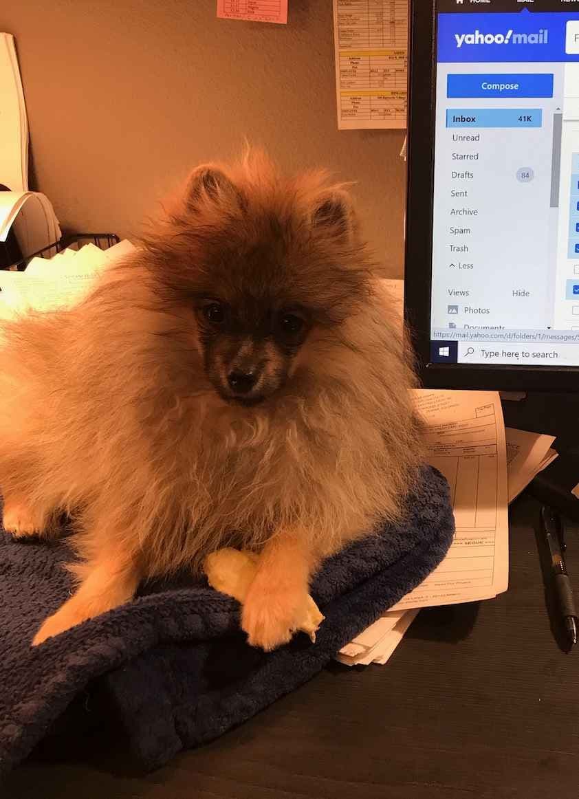 Pomeranian Puppies breeder image 19