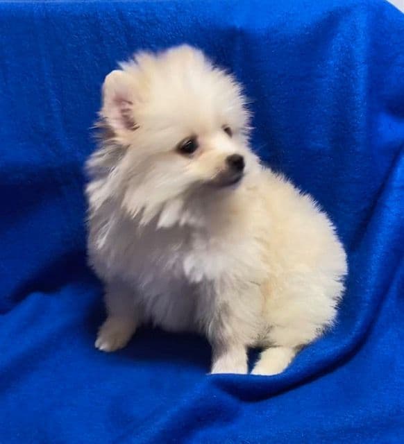Pomeranian Puppies breeder image 20