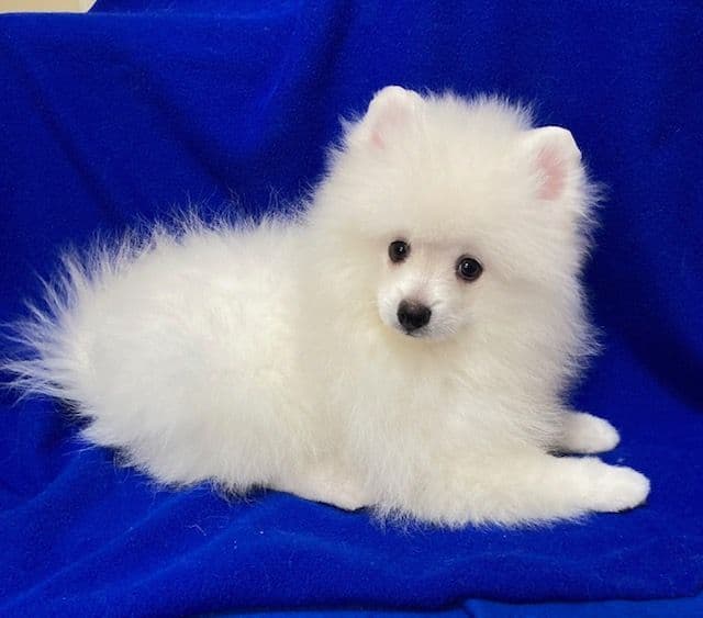 Pomeranian Puppies breeder image 23