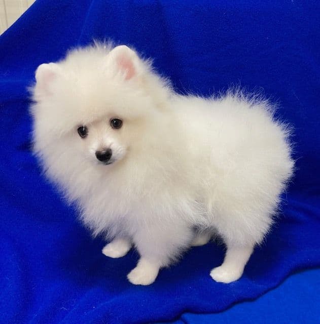 Pomeranian Puppies breeder image 24
