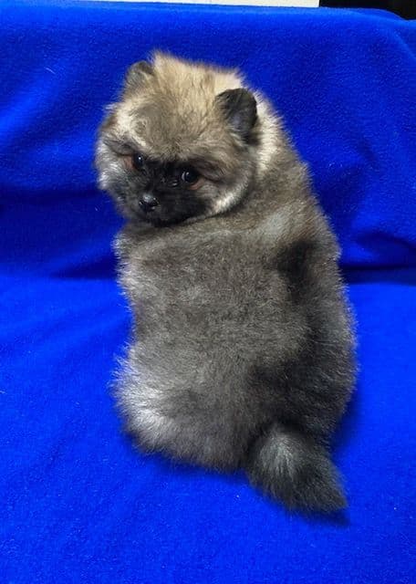 Pomeranian Puppies breeder image 25