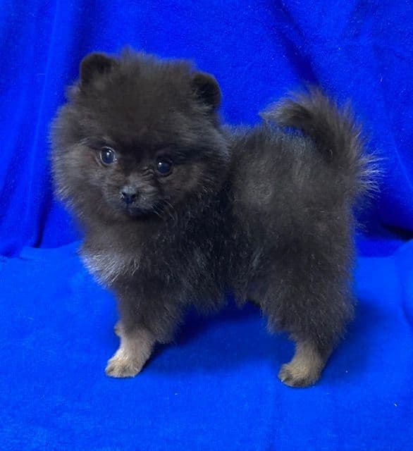 Pomeranian Puppies breeder image 26