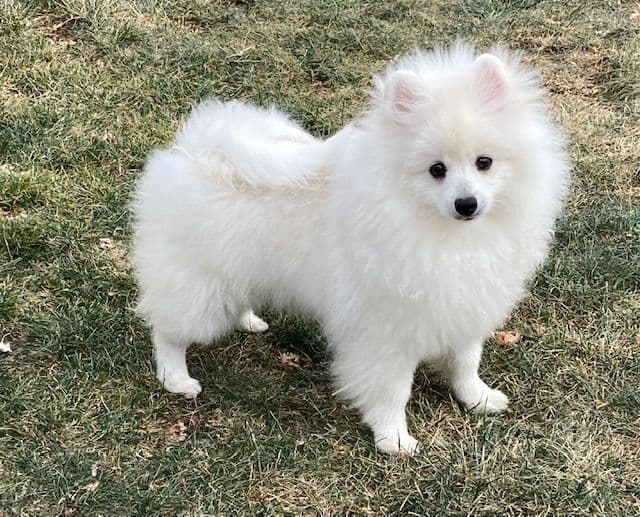 Pomeranian Puppies breeder image 28