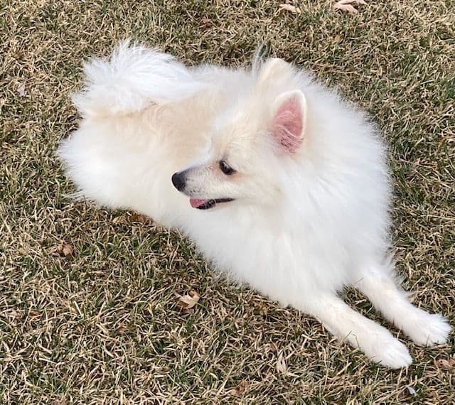 Pomeranian Puppies breeder image 29