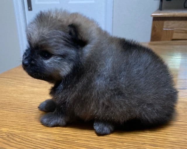 Pomeranian Puppies media 5