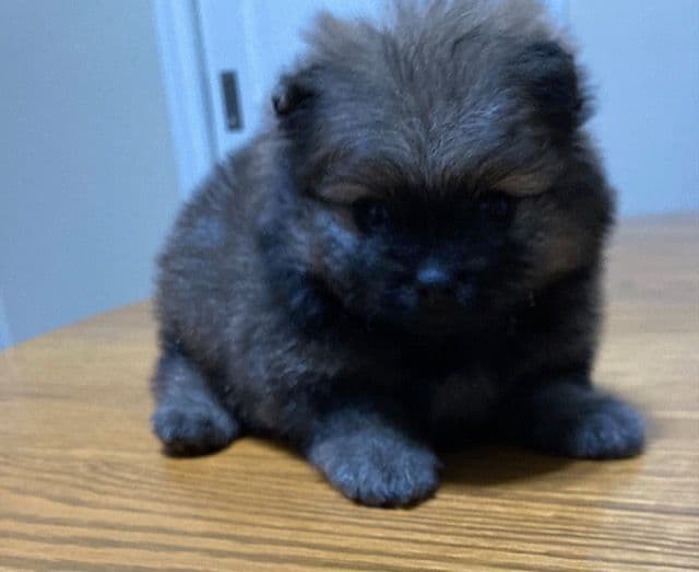 Pomeranian Puppies media 3