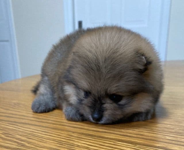 Pomeranian Puppies media 6
