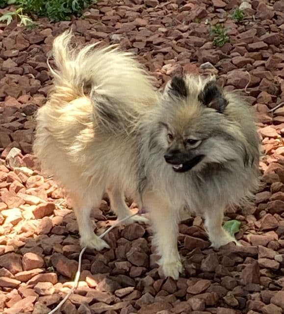 Pomeranian Puppies media 9