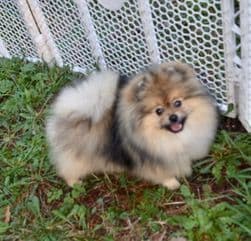 Pomeranian Puppies media 8