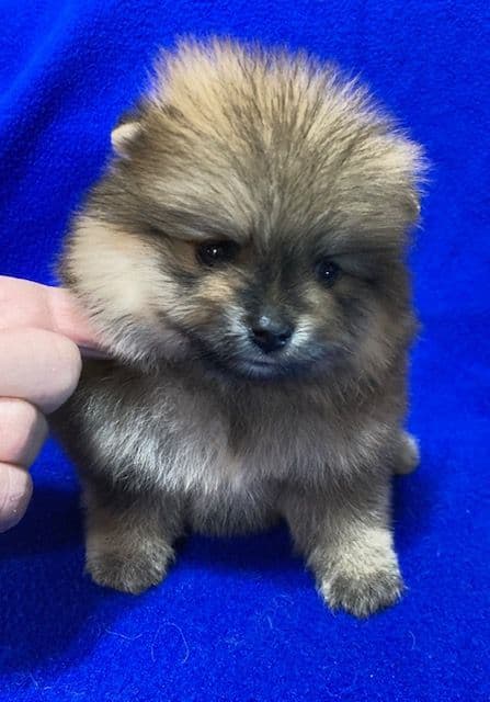 Pomeranian Puppies media 2