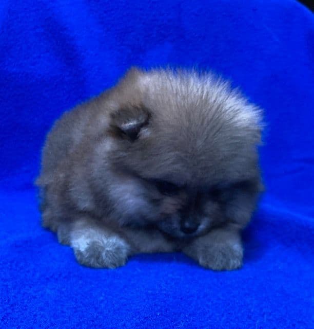 Pomeranian Puppies media 7