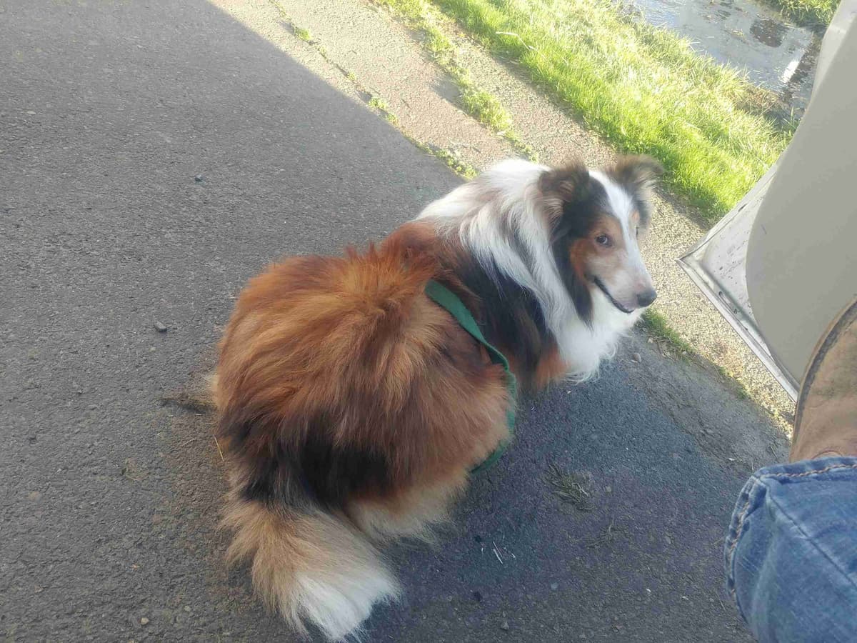 Shetland Sheepdog Puppies breeder image 1