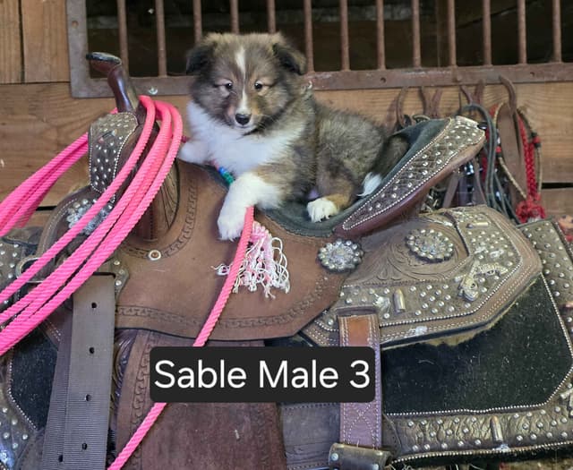Shetland Sheepdog Puppies media 5