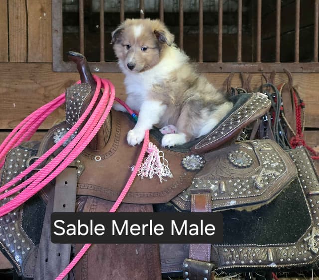Shetland Sheepdog Puppies media 3