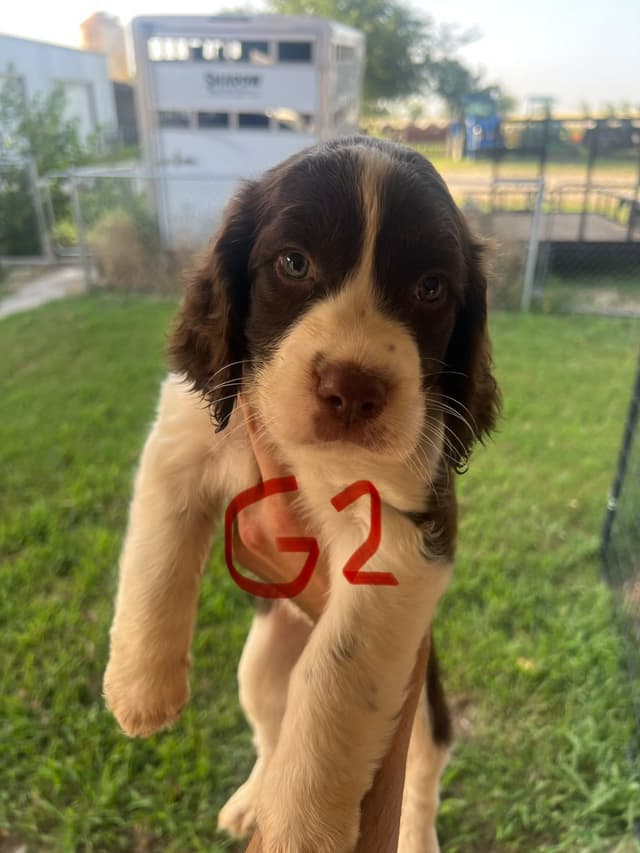 English Springer Spaniel last pup! media 5