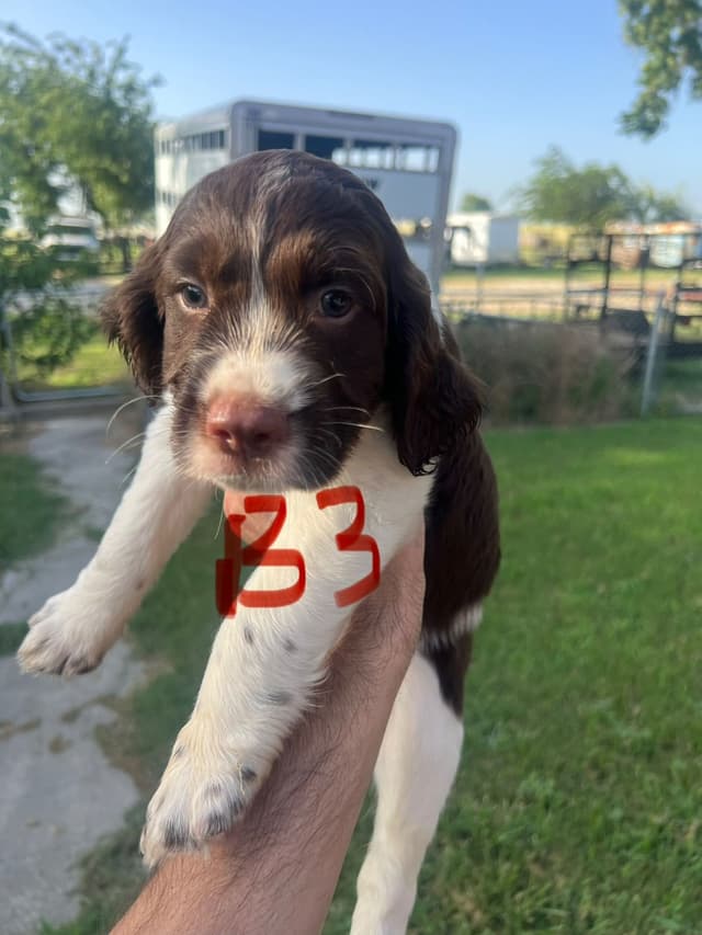 English Springer Spaniel last pup! media 3