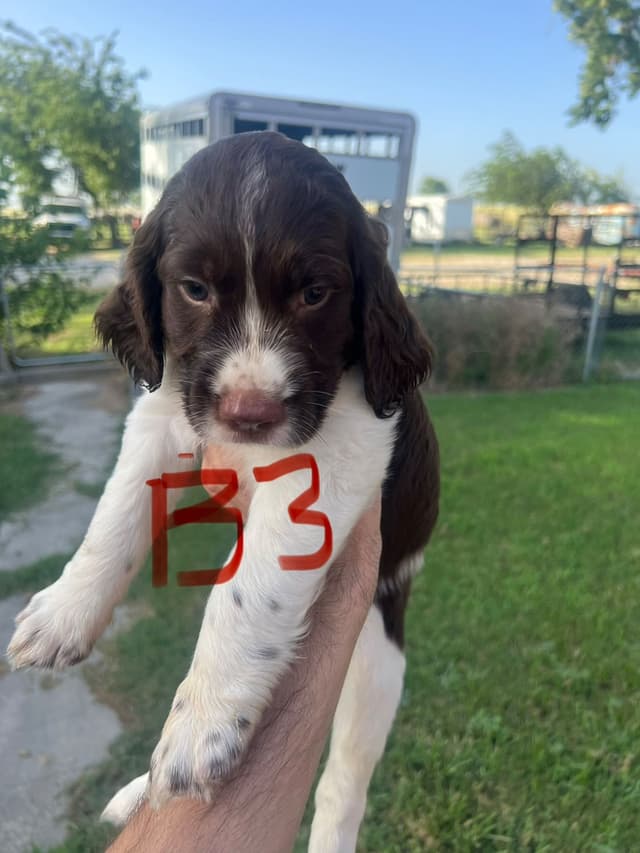 English Springer Spaniel last pup! media 4