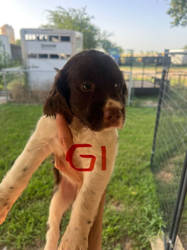 English Springer Spaniel last pup! media 7