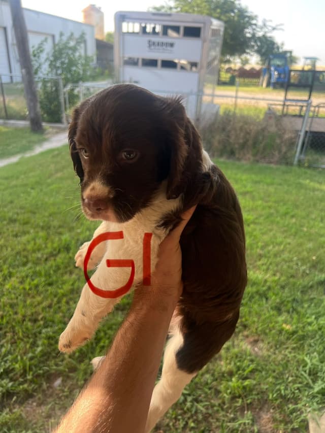 English Springer Spaniel last pup! media 8