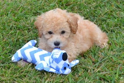 Pomeranian Puppies breeder image 5