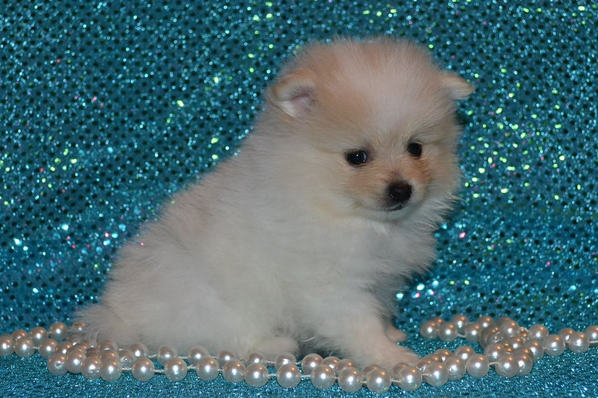 Pomeranian Puppies breeder image 4