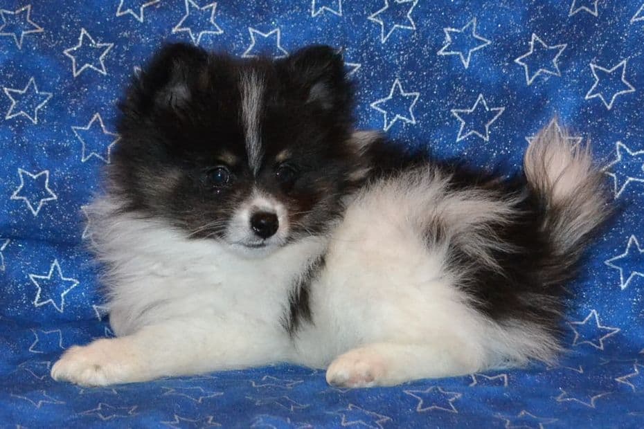 Pomeranian Puppies breeder image 3