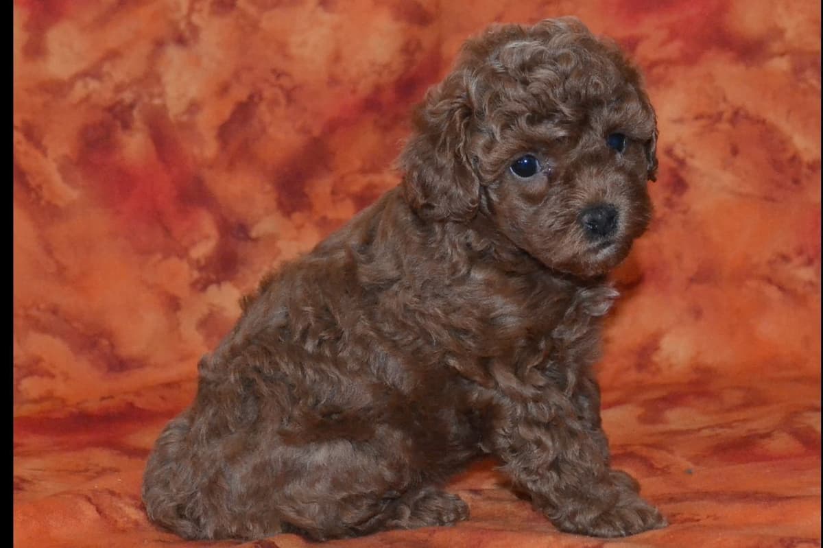 Pomeranian Puppies breeder image 1