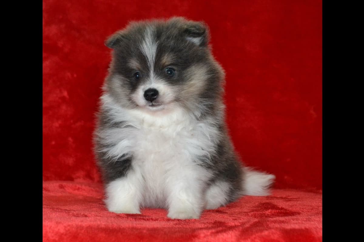 Pomeranian Puppies breeder image 6