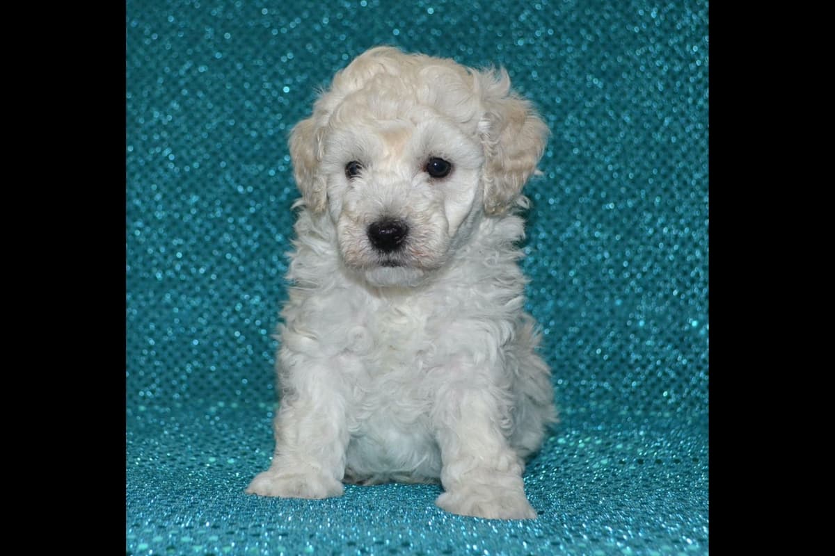 Pomeranian Puppies breeder image 7