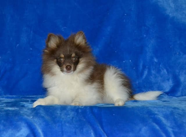 Pomeranian Puppies media 2
