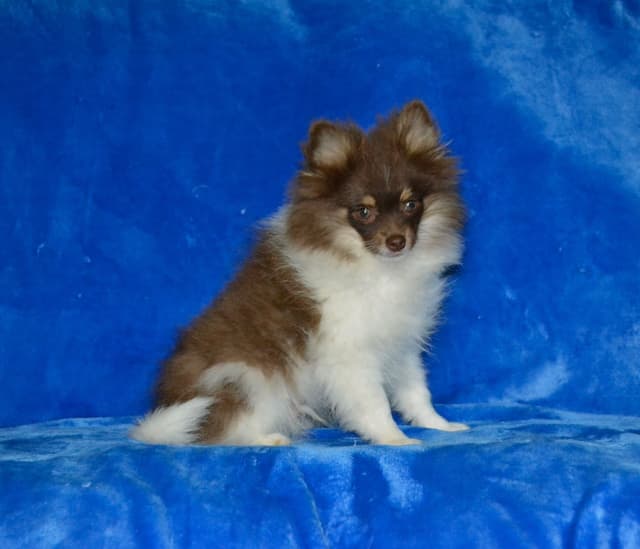 Pomeranian Puppies media 3