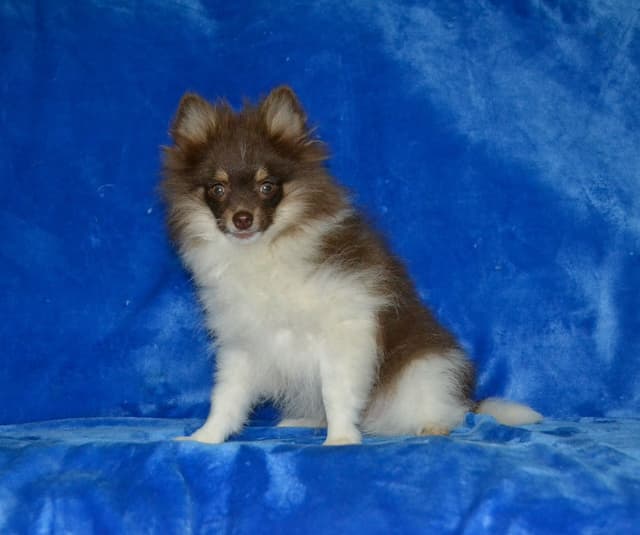 Pomeranian Puppies media 4