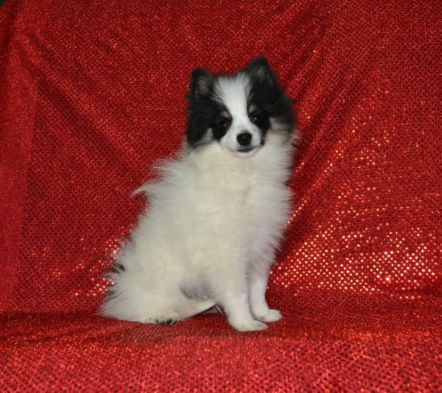 Pomeranian Puppies media 7