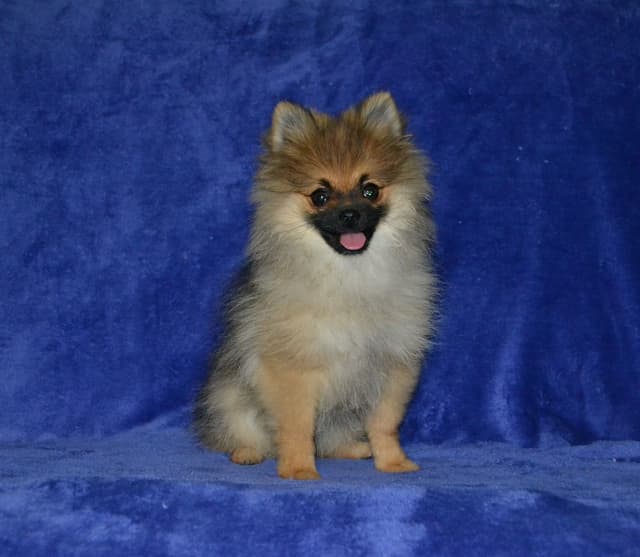 Pomeranian Puppies media 2