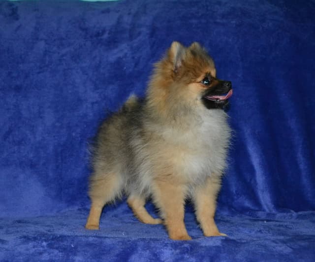 Pomeranian Puppies media 5