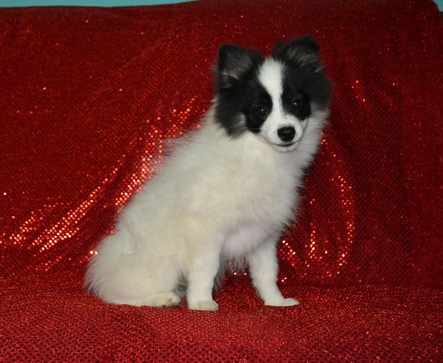 Pomeranian Puppies media 3