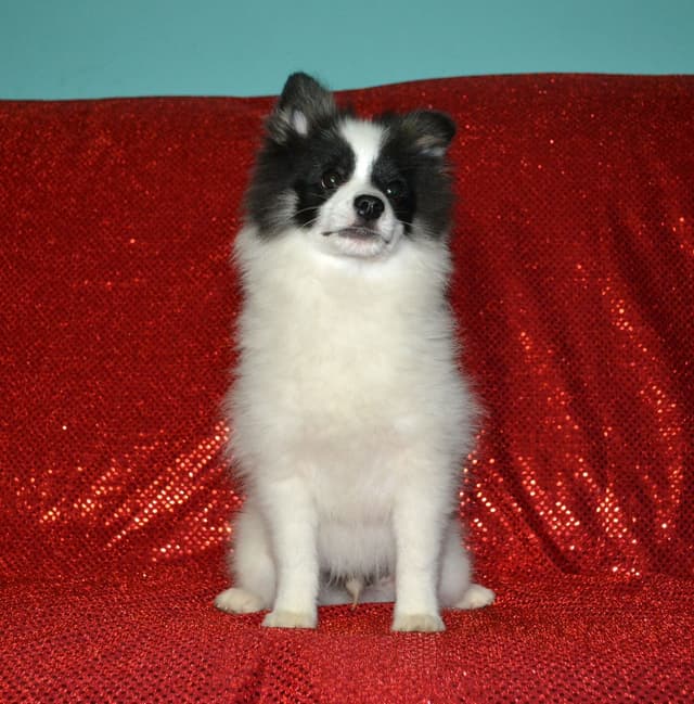 Pomeranian Puppies media 9