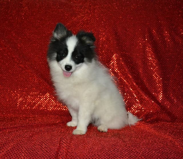 Pomeranian Puppies media 6