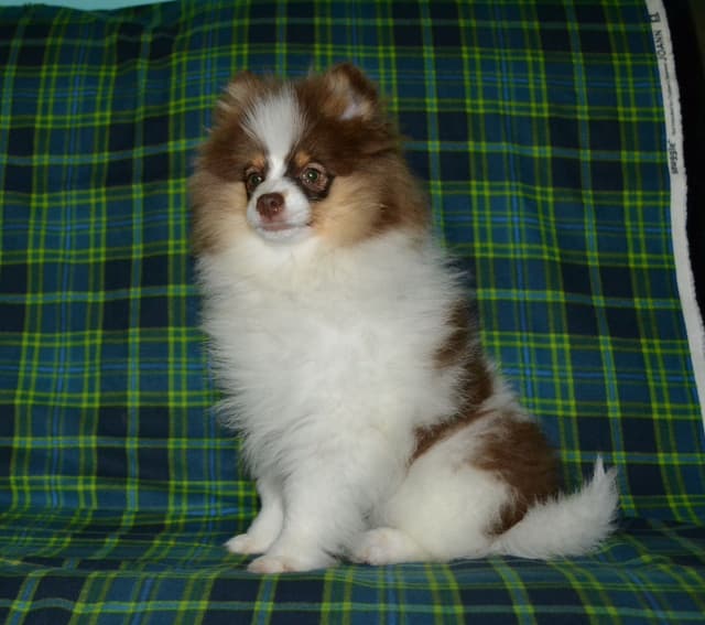 Pomeranian Puppies media 2