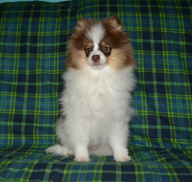 Pomeranian Puppies media 3