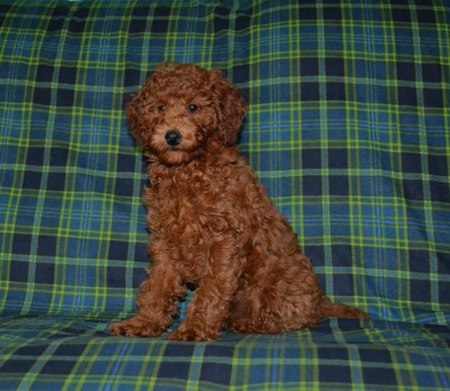 Poodle Puppies media 2