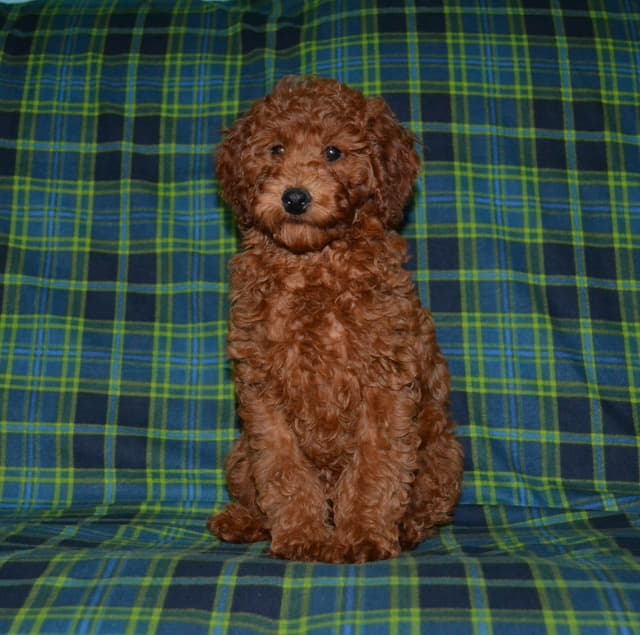 Poodle Puppies media 3