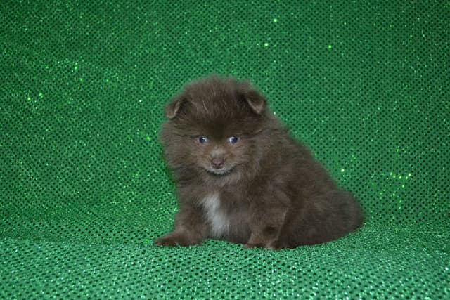 Pomeranian Puppies media 3