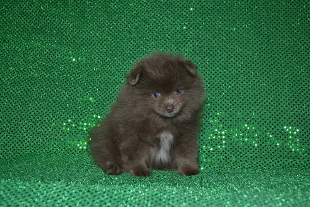 Pomeranian Puppies media 5