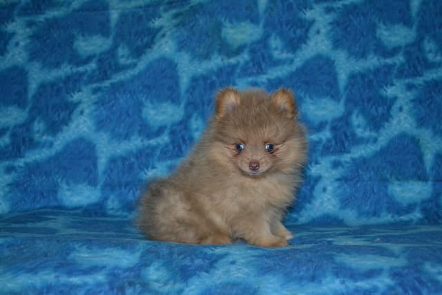 Pomeranian Puppies media 2