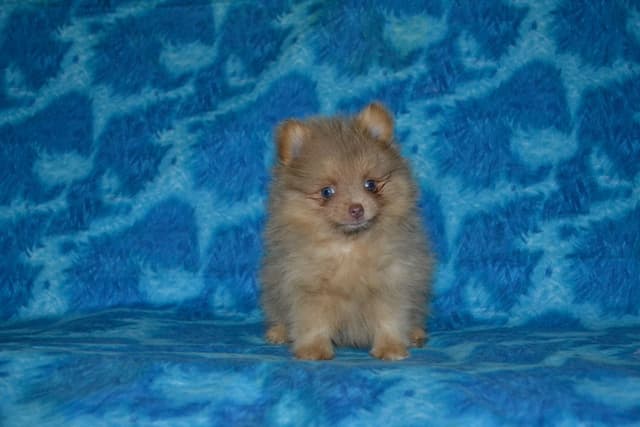 Pomeranian Puppies media 4