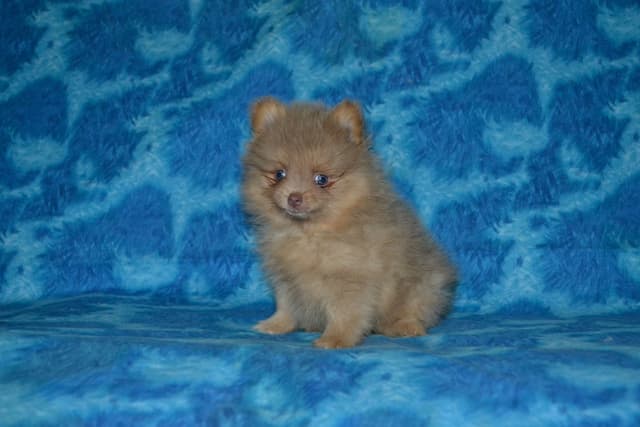 Pomeranian Puppies media 6